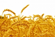 shutterstock_244167976