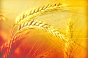 shutterstock_42919057 AÇIK RENK