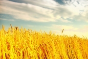 shutterstock_50907829