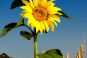 shutterstock_73300264