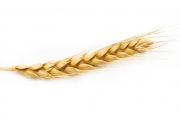 shutterstock_98529827