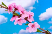 shutterstock_101093218