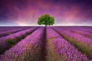 shutterstock_110994845_1024_562