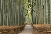 shutterstock_11147923_768_768