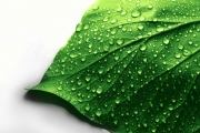 shutterstock_12681676_1024_683