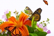 shutterstock_1576435_1024_768