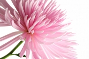 shutterstock_16170892