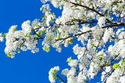 shutterstock_173458598_1024_509