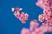 shutterstock_178917209