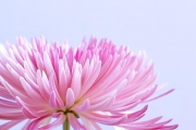 shutterstock_181318991