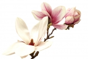 shutterstock_186524456