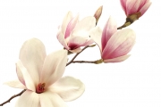 shutterstock_186686072
