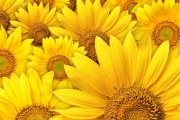 shutterstock_1975445_768_768