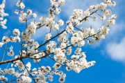 shutterstock_211634806_1024_693