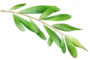 shutterstock_223242853