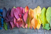 shutterstock_225335341_1024_685