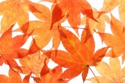 shutterstock_2376514_1024_683