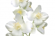 shutterstock_252890872