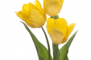 shutterstock_270729008