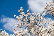 shutterstock_271052015_1024_683