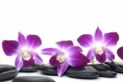 shutterstock_40823620