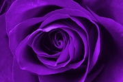 shutterstock_52475962