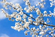 shutterstock_56144527_1024_661