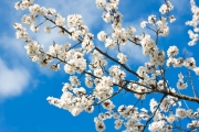 shutterstock_56486140_1024_693