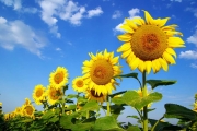 shutterstock_59575129_1024_685