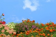 shutterstock_8259697_752_768