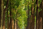 shutterstock_97970867_512_768