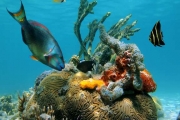 Beautiful sea-life of the Caribbean sea with water surface in background