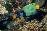 shutterstock_30685495_734_768