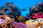 shutterstock_73618849_1024_680